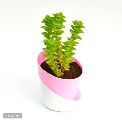 String of buttons (Crassula perforata) Plant With Self Watering Pot By Veryhom-thumb2