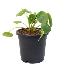 Chinese Money Plant/ Pilea peperomioides Live Plant By Veryhom-thumb3