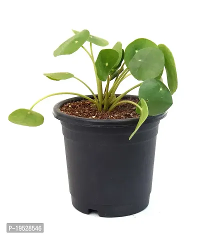 Chinese Money Plant/ Pilea peperomioides Live Plant By Veryhom-thumb4