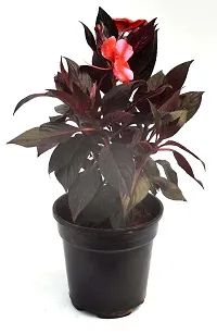 Cordyline fruticosa Mambo Live Air Purifying Plant by Veryhom-thumb1