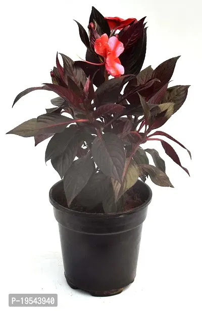 Cordyline fruticosa Mambo Live Air Purifying Plant by Veryhom-thumb2