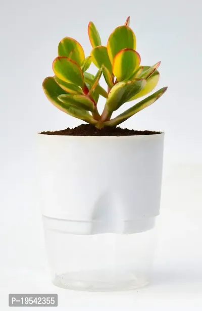 Variegated Crassula Ovata Jade Plant Money Plant With Self Watering Pot By Veryhom
