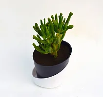 Gollum Jade | Trumpet Jade | Money Plant Succulent in Self Watering Pot by VH Veryhom-thumb3