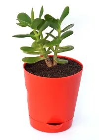 Veryhom Original Crassula Ovata Jade Plant with Self Watering Pot Feng Shui Good Luck Plant-thumb2