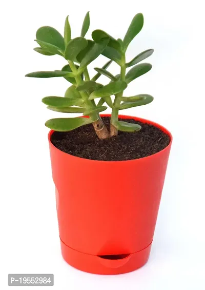 Veryhom Original Crassula Ovata Jade Plant with Self Watering Pot Feng Shui Good Luck Plant-thumb3