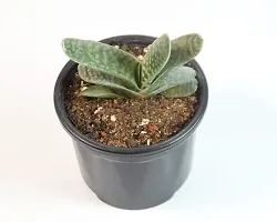 Gasteria Succulent Live Plant Gasteria spp. Cow-tongue 3 Inch Pot By India Gardening-thumb2