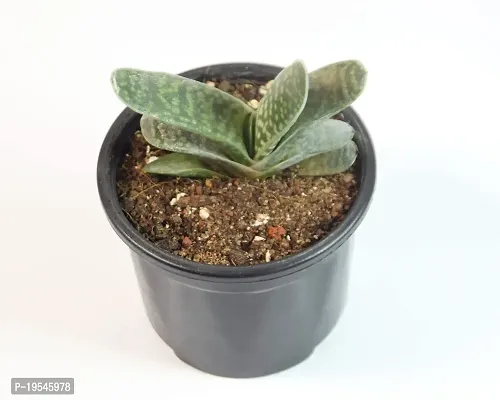 Gasteria Succulent Live Plant Gasteria spp. Cow-tongue 3 Inch Pot By India Gardening-thumb3