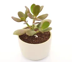 Crassula Ovata Jade Plant Good Luck Vastu Plant in Ceramic Pot by Veryhom-thumb4