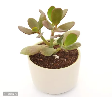 Crassula Ovata Jade Plant Good Luck Vastu Plant in Ceramic Pot by Veryhom-thumb5