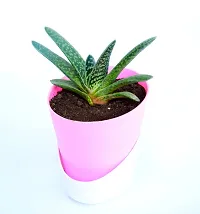 Veryhom Gasteria Live Plant With Self Watering Pot-thumb1