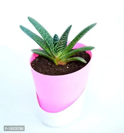 Veryhom Gasteria Live Plant With Self Watering Pot-thumb2