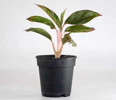 Chinese evergreens, Aglaonema Crete by India Gardening-thumb1