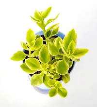 Variegata Baby Sun Rose Heart Leaf Ice Plant With Self Watering Pot By Veryhom-thumb3