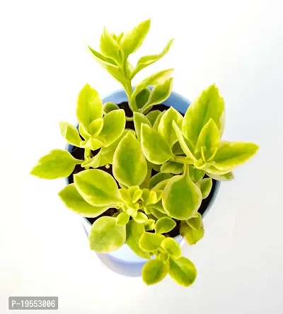 Variegata Baby Sun Rose Heart Leaf Ice Plant With Self Watering Pot By Veryhom-thumb4