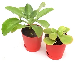 India Gardening Original Set of 2 Succulent plant Kalanchoe Pinnata, Kalanchoe thyrsiflora | Paddle Plant in Self Watering Pot-thumb4