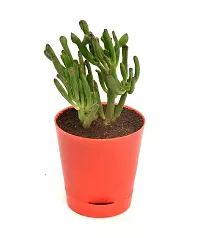 Crassula Ovata, Gollum Jade | Trumpet Jade | Money Plant Succulent in Self Watering Pot By India Gardening-thumb3