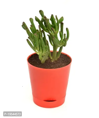 Crassula Ovata, Gollum Jade | Trumpet Jade | Money Plant Succulent in Self Watering Pot By India Gardening-thumb4