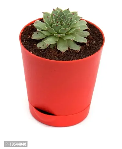 Original Red Tip Laxmi Kamal Plant in Self Watering Pot | Lakshmi Kamal Succulent Plant with pot-thumb0