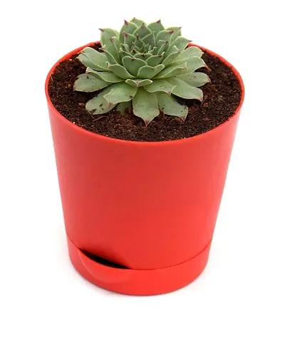 Original Red Tip Laxmi Kamal Plant in Self Watering Pot | Lakshmi Kamal Succulent Plant with pot