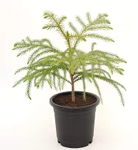 Christmas Tree | Araucaria Heterophylla Air Purifying Live Plant Star Pine Triangle Tree by Veryhom-thumb1