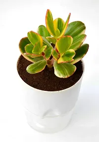 Variegated Crassula Ovata Jade Plant Money Plant With Self Watering Pot By Veryhom-thumb2