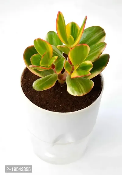 Variegated Crassula Ovata Jade Plant Money Plant With Self Watering Pot By Veryhom-thumb3