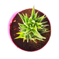 New Haworthia Zebra Cactus Succulent Plant With Self Watering Pot by Veryhom-thumb3