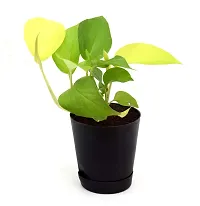 Golden Money Plant with Self Watering Pot India Gardening-thumb3