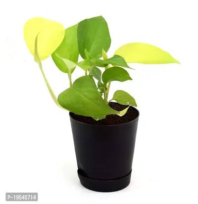 Golden Money Plant with Self Watering Pot India Gardening-thumb4