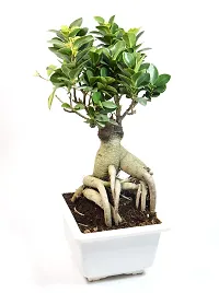 Ficus Bonsai Live Plant By India Gardening-thumb2