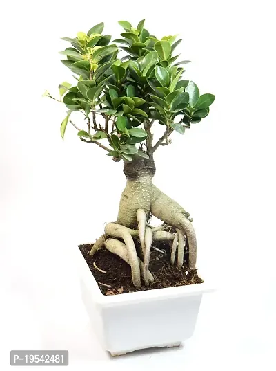 Ficus Bonsai Live Plant By India Gardening-thumb3