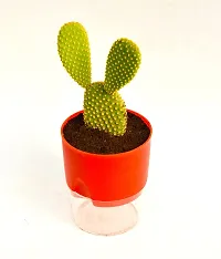 Bunny Ear Cactus With Self Watering pot Opuntia microdasys angel's wings Cactus by Veryhom-thumb2