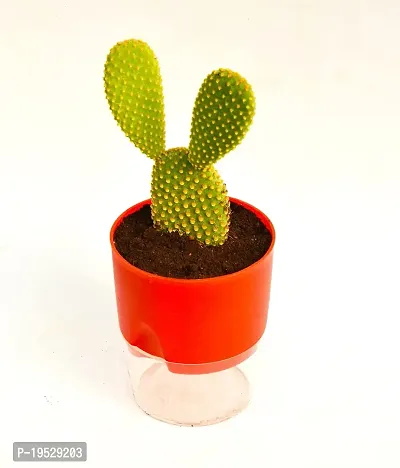 Bunny Ear Cactus With Self Watering pot Opuntia microdasys angel's wings Cactus by Veryhom-thumb3