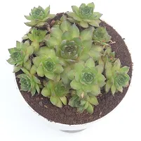 Original Green Wheel Laxmi kamal with pups (Sempervivum Edinburgh) Succulent in Self Watering Pot for Good Luck by Veryhom-thumb1