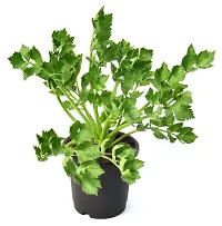 Vh Veryhom Petroselinum Crispum Parsley Leaf Live Plant By Veryhom-thumb3