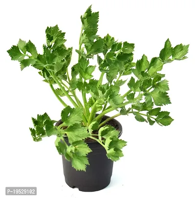 Vh Veryhom Petroselinum Crispum Parsley Leaf Live Plant By Veryhom-thumb4