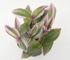 Vh Veryhom Pink Wandering Jew Live Plant Rare Tradescantia Nanouk Lilac By Veryhom-thumb2