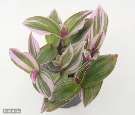 Vh Veryhom Pink Wandering Jew Live Plant Rare Tradescantia Nanouk Lilac By Veryhom-thumb3