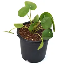 Chinese Money Plant/ Pilea peperomioides Live Plant By Veryhom-thumb1