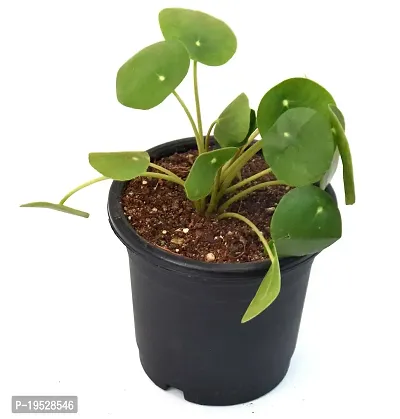 Chinese Money Plant/ Pilea peperomioides Live Plant By Veryhom-thumb2