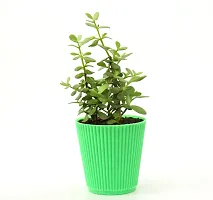 Jade Plant (Mini), Dwarf Jade in Beautiful Pot By Veryhom-thumb2