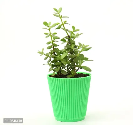 Jade Plant (Mini), Dwarf Jade in Beautiful Pot By Veryhom-thumb3