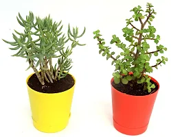 Combo of 2 Good Luck Jade plant  Crassula Tetragona Miniature Pine Plant With Self Watewring Pot By VH Veryhom-thumb4