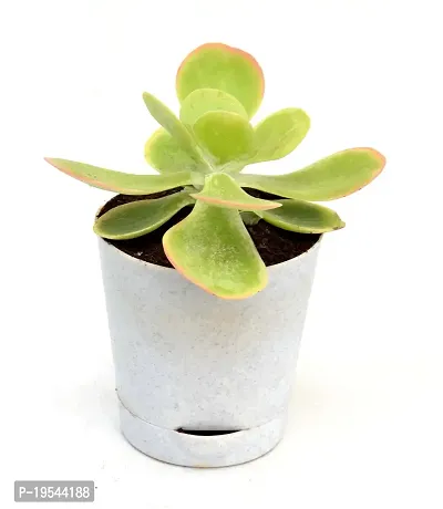 Kalanchoe thyrsiflora | Paddle Plant Flapjacks Succulent in Self Watering Pot By India Gardening