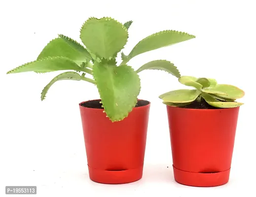 India Gardening Original Set of 2 Succulent plant Kalanchoe Pinnata, Kalanchoe thyrsiflora | Paddle Plant in Self Watering Pot-thumb0