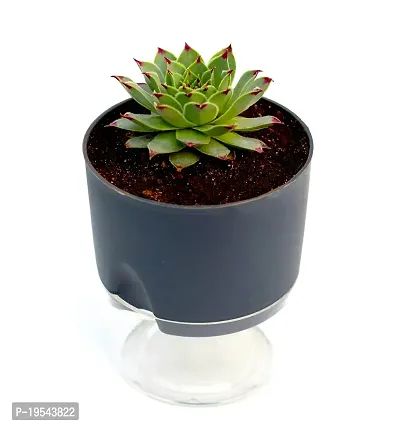 Veryhom Original Red Tip Laxmi Kamal Vastu Plant, Sempervivum Live succulent Plant With Self Watering pot-thumb0