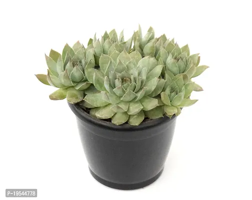 Original Red Tip Laxmi Kamal Graptopetalum Macdougallii ? succulent by Veryhom-thumb5