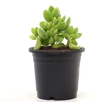 Cotyledon Tomentosa | Bear Paw Succulent Live Plant by Veryhom-thumb1