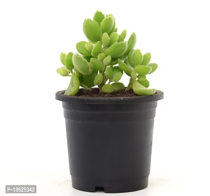 Cotyledon Tomentosa | Bear Paw Succulent Live Plant by Veryhom-thumb2