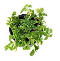 Mentha piperita (Mint) Pudina Live Plant By Veryhom-thumb1